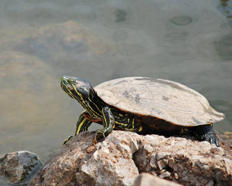 Können Schildkröten ohne Panzer leben?