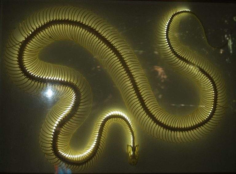 Anatomie der Schlange