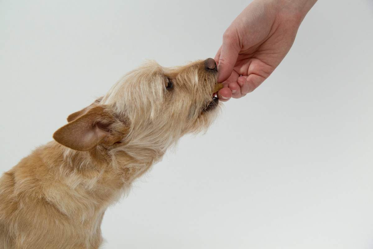 Wie viele Leckerlis darf ein Hund am Tag fressen?