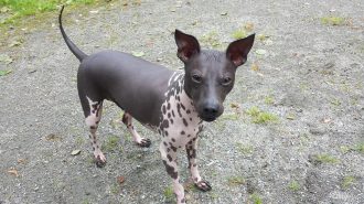 American Hairless Terrier Haarlose Hunderassen