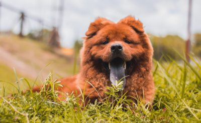 große hunde die aussehen wie teddybären