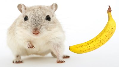 Dürfen Hamster Bananen essen
