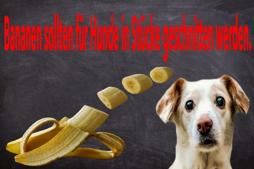 Dürfen Hunde Bananen essen