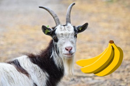 Dürfen Ziegen Bananen essen?