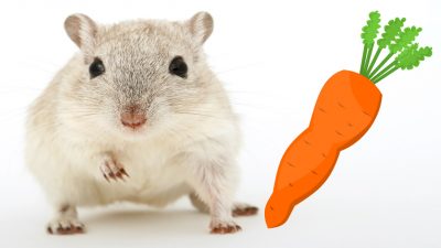 Dürfen Hamster Karotten essen