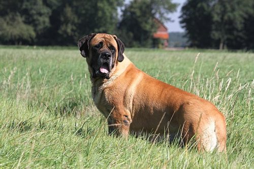 größte hunderassen