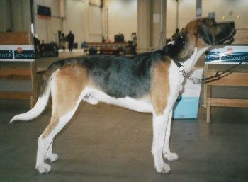 englischer foxhound