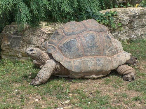 Die Größte Schildkröte der Welt