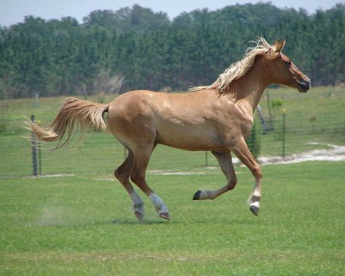 Galiceno-Pony