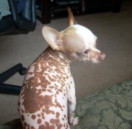 Haarloser Chihuahua Haarloser Chihuahua