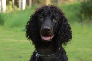 Irish Water Spaniel Irish Water Spaniel