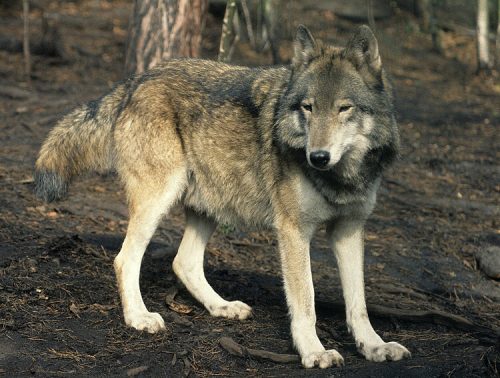 Kaspischer Wolf