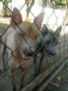 Xoloitzcuintli Haarlose Hunderassen