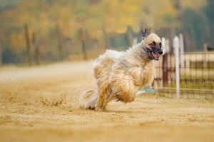 Afghanischer Windhund Temperament