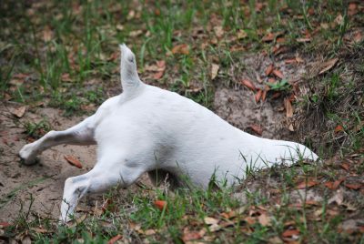 Warum verbuddeln Hunde knochen?