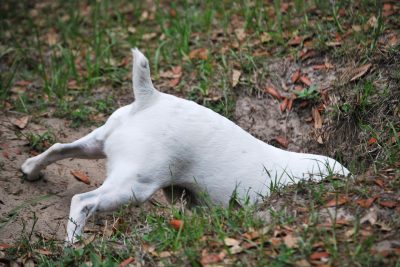 Warum verbuddeln Hunde knochen