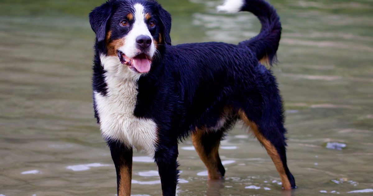 Berner Sennenhund