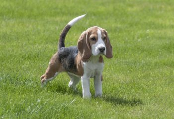 Beagle Temperament