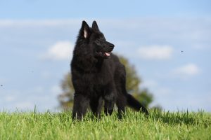 Belgischer Schäferhund schlaue hunde