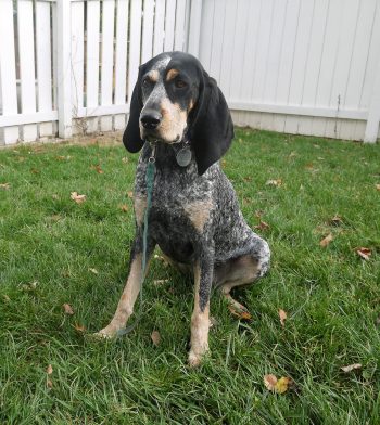 Coonhound