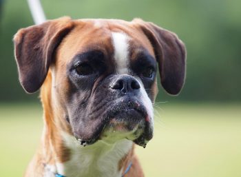 Deutscher Boxer Temperament