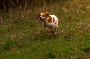 Brittany Spaniel verspielte Hunderassen