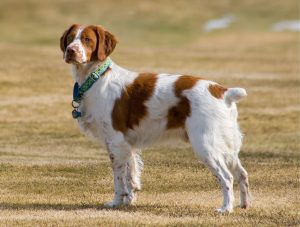 muskulöse hunde