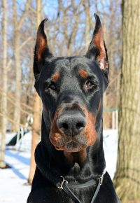 Dobermann Pinscher schlaue hunde