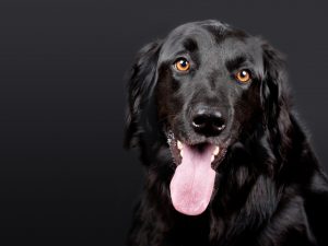 allergien bei hunden