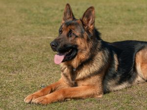 Deutscher Schäferhund Hunde mit spitzen Ohren