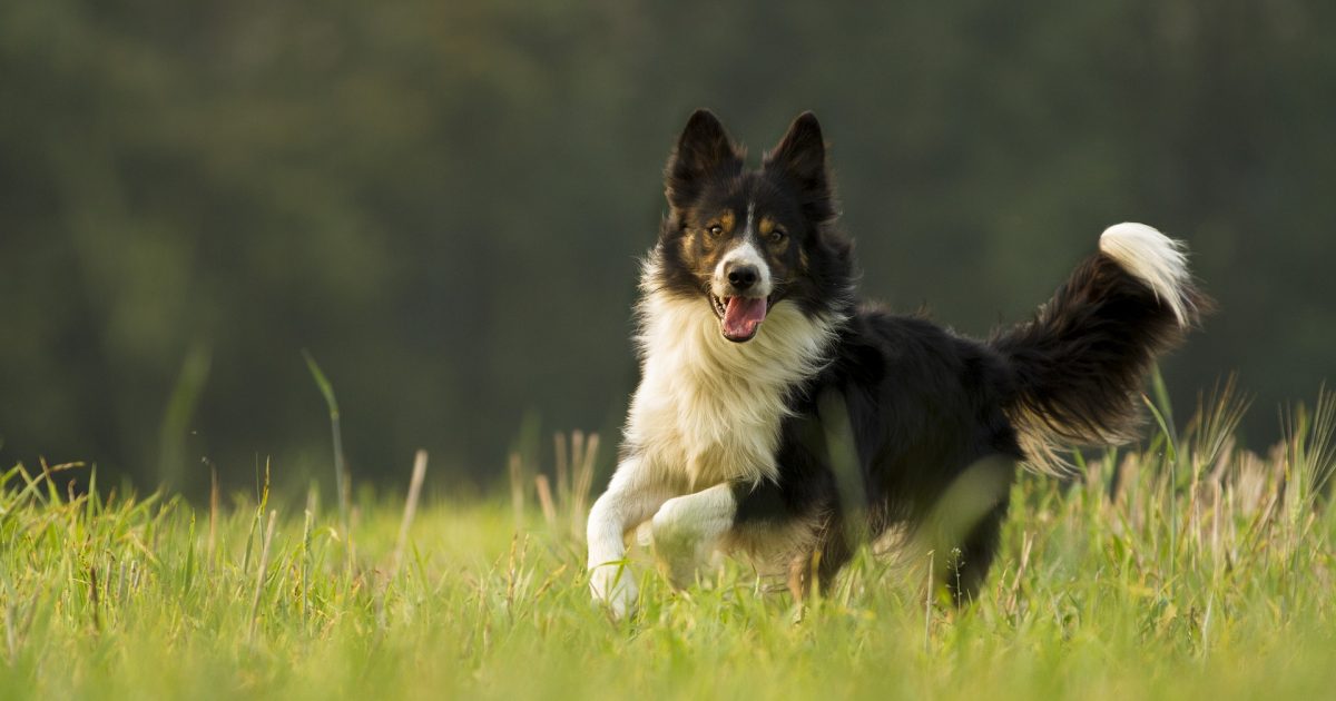 golden retriever mix collie