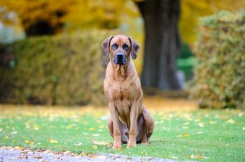 Hunde mit kurzem Fell