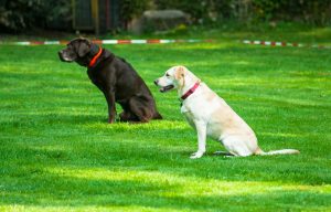 schlaue Hunde schlaue Hunde