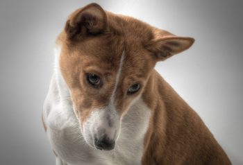 Basenji Temperament