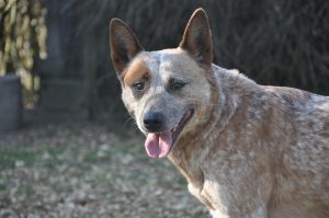 Australischer Rinderhund Australischer Rinderhund