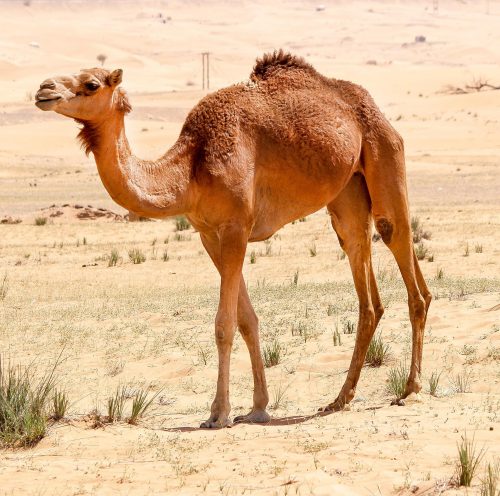 Arabisches Kamel