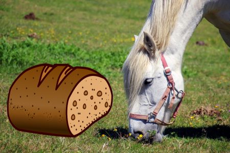 Dürfen Pferde Brot essen