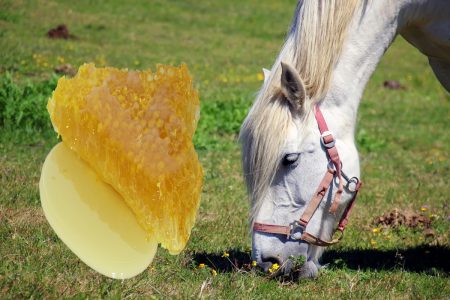 Dürfen Pferde Honig essen?