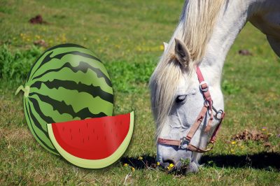 dürfen pferde wassermelone essen?