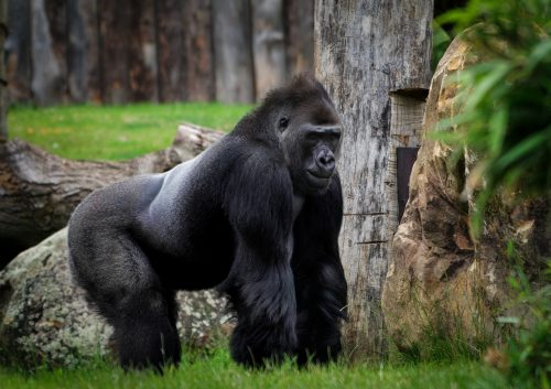 Wie stark ist ein Gorilla?