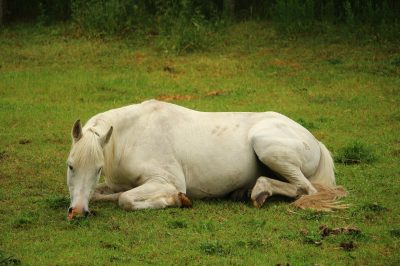 Schlafen Pferde im Liegen?