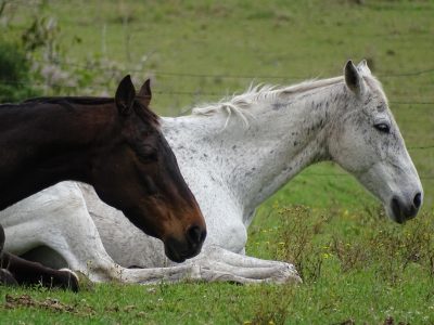 Wie schlafen Pferde?