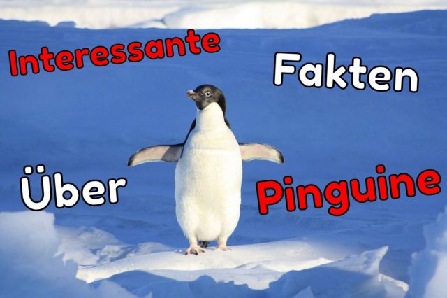 interessante fakten über pinguine