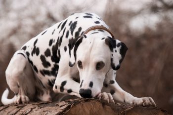 Hunde mit kurzem Fell