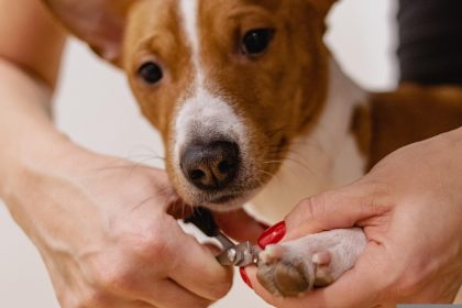 Hund Krallen schneiden ohne Krallenschere