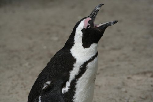 haben pinguine zähne