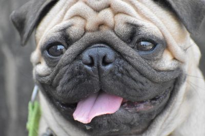 Rückwärtsniesen beim Hund