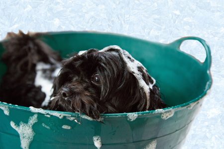 hunde mit menschenshampoo waschen