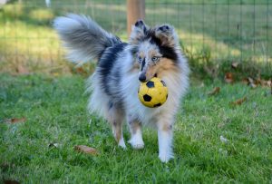 Shetland Sheepdog schlaue hunde
