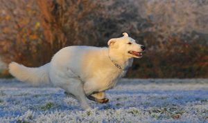 Schweizer Schäferhund